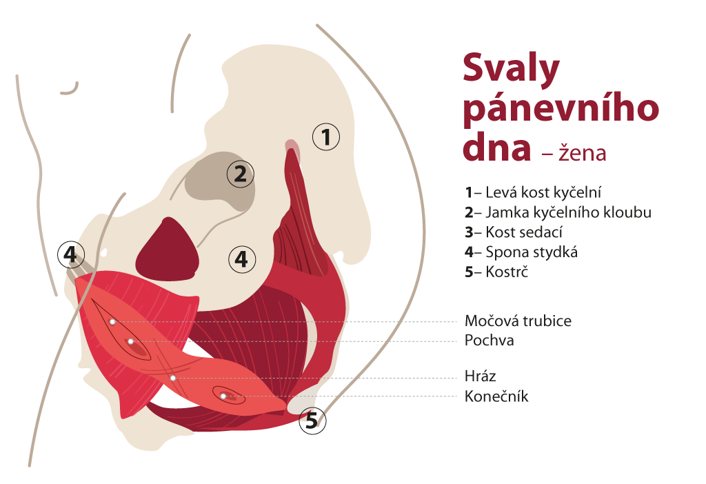 Jak relaxovat pánevní dno?